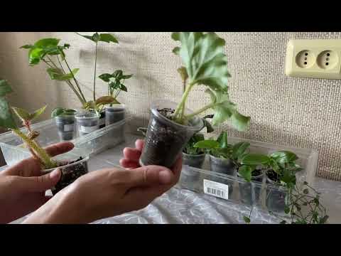 Видео: РАСПРОДАЖА | Излишки комнатных растений | Комнатные растения почтой