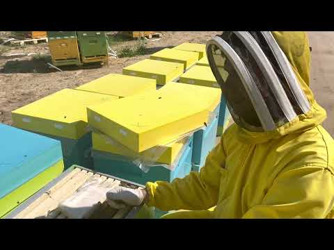 Видео: Делаем отводки. Начало июня 2021