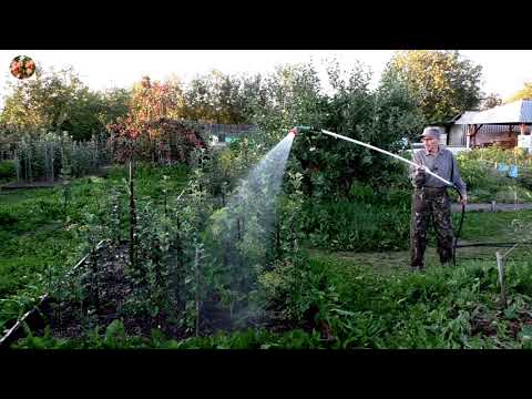 Видео: Как, когда и сколько поливать яблони?