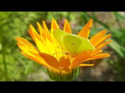 Видео: Как прекрасен этот мир!