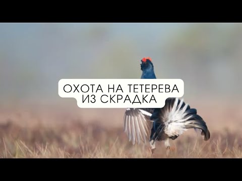 Видео: Охота на тетерева из скрадка // В одиночку на зверя