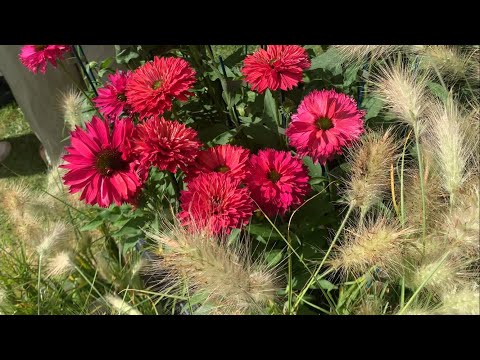 Видео: Цветочное шоу в Визли | RHS Wisley gardens 2024