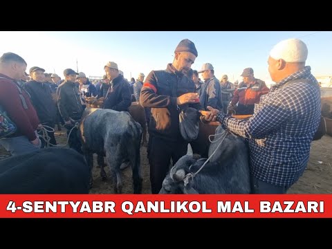 Видео: 4-СЕНТЯБРЬ/КАНЛЫКОЛ МАЛ БАЗАРЫ/СКОТНЫЙ РЫНОК/BUQALAR/BIG BULLS IN THE WORLD/BIG COW