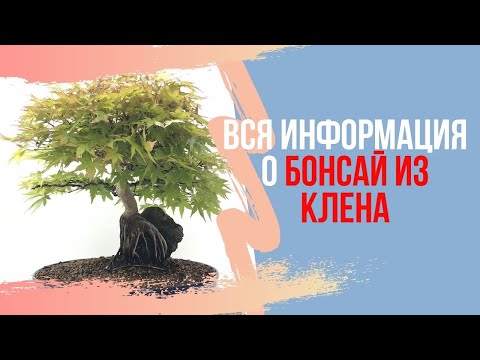 Видео: Бонсай из клена. Вся информация о бонсай из клена. Bonsai Acer palmatum, Acer deshio.