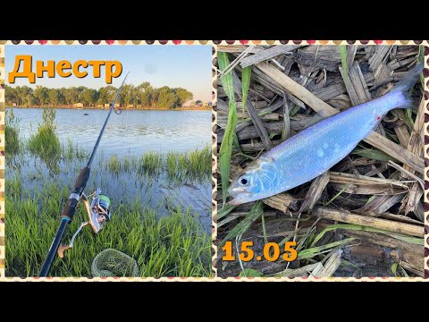 Видео: Рыбалка на реке Днестр 15 мая. Ловля пузанка на самодур. Как поймать селедку?