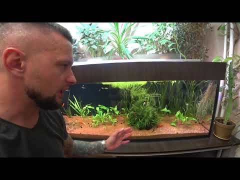 Видео: Большой Аквариум с Живородками: Формоза, Пецилии, Меченосцы, Лимии, Гуппи...