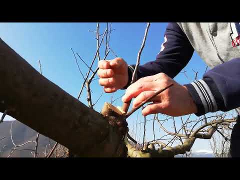 Видео: Майсторско присаждане на ябълка по метода Клин в близост до Кресненския пролом - 29.03.21 г.