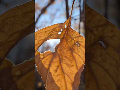 Видео: Не жалею ни дня, ни минуты…