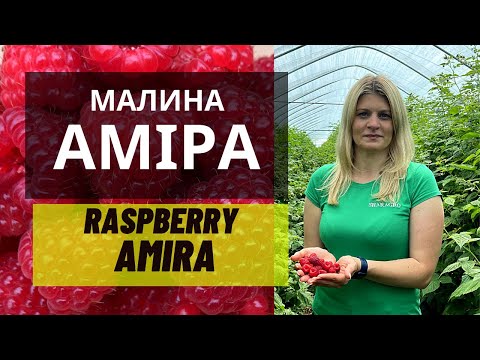 Видео: Ремонтантный сорт малины Амира