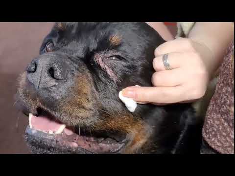 Видео: БДИТЕЛЬНЫЙ ШУНЯ, ПОМОЩНИК ДЮША.