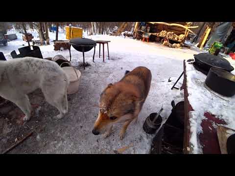 Видео: НЕСКОЛЬКО ДНЕЙ В ТАЙГЕ. ТИГР НЕ УШЕЛ.
