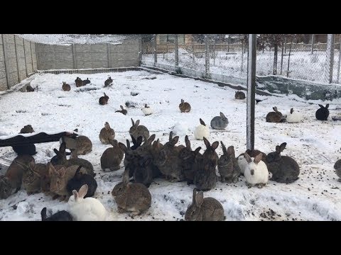 Видео: Кролики на снегу. Rabbits in the snow.