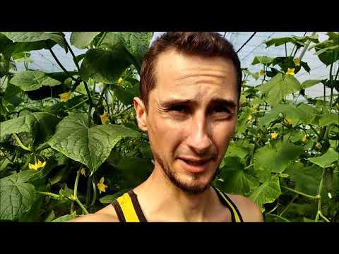 Видео: ФОРМИРОВАНИЯ  ОГУРЦА! РАННЕЙ ВЕСНОЙ!