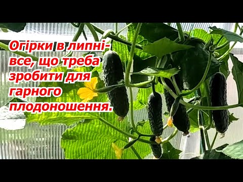Видео: Чим полити огірки, щоб вони не зменшували врожай.!