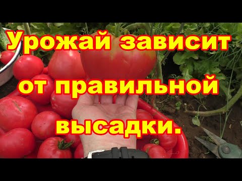 Видео: Для большого урожая высаживайте томаты только лежа