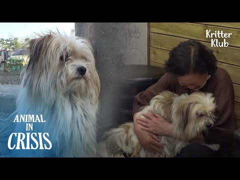 Видео: Собака бродит в горе из-за жены и щенков, унесенных человеческими руками | Животное в кризисе EP194