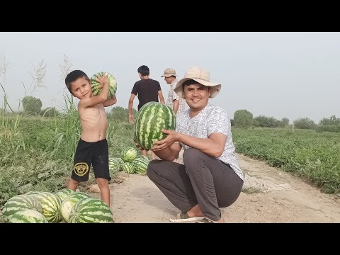 Видео: Як рузи мо дар Фархор😱 Дехконбача боши хатман тамошо кун 10 тарбуз 1Сомон