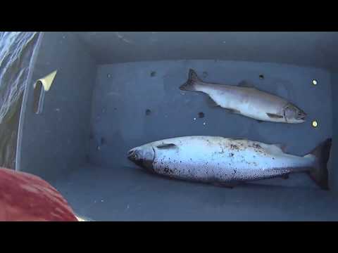 Видео: Рыбалка сетями на крайнем севере. Ловля семги, сига и горбуши.