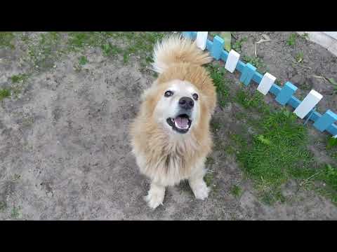 Видео: 24 мая, деревня.