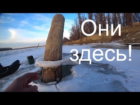 Видео: Под этой корягой живут горбачи! Первый лёд на Оби.