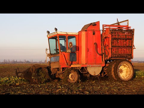 Видео: Уборка сахарной свеклы в итальянском стиле: однорядный полноприводный свеклоуборочный комбайн Ita...