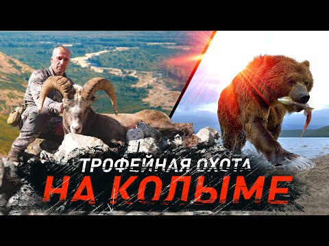 Видео: Трофейная охота на Колыме. Колымский баран и медведь #трофейнаяохота