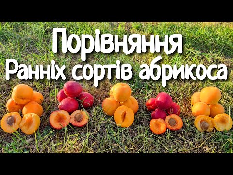 Видео: АБРИКОС ПІНКОТ/НІНФА/ФУЕГО/РУБІСТА/ЦУНАМІ