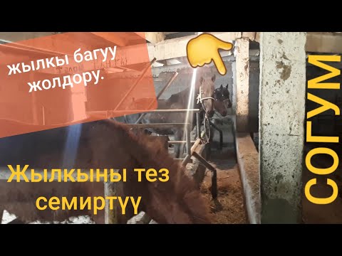 Видео: 🐎Жылкы багуу жолу👍 / ТЕЗ СЕМИРТҮҮ/ СОГУМ /