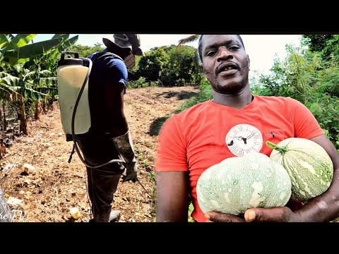 Видео: Обновление информации о сборе тыквы пак-чой и сладкой кукурузы для моей мамы