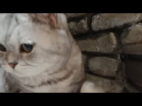 Видео: ванная без кота