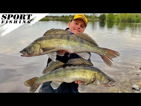 Видео: Весенний ЖОР СУДАКА перед нерестом! Судак весной на МЕДИУМ-ДЖИГ! Ловля судака на джиг в мае 2022!