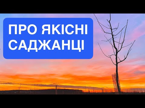 Видео: ПРО якісні САДЖАНЦІ й РОЗПІДНИКИ