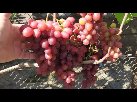 Видео: Виноградный ОБЗОР!!!  Часть 2