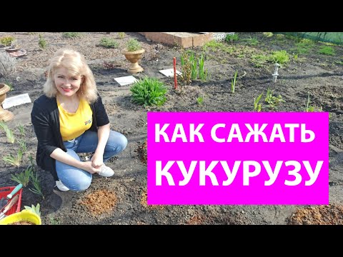 Видео: Как сеять кукурузу в открытый грунт