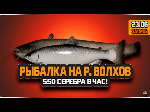 Видео: Лосось Атлантический и Сом. Рыбалка на реке Волхов — Русская Рыбалка 4