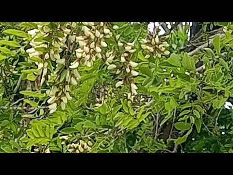 Видео: методы селекции,+ бакфаст