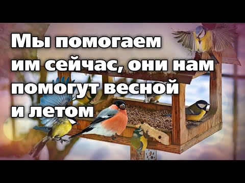 Видео: Правила подкормки птиц зимой. Советы орнитолога