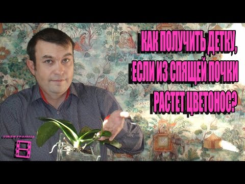 Видео: КАК ПОЛУЧИТЬ ДЕТКУ, ЕСЛИ ИЗ СПЯЩЕЙ ПОЧКИ РАСТЕТ ЦВЕТОНОС? ОРХИДЕИ ФАЛЕНОПСИС-ЭКЗОТИКА НА ПОДОКОННИКЕ