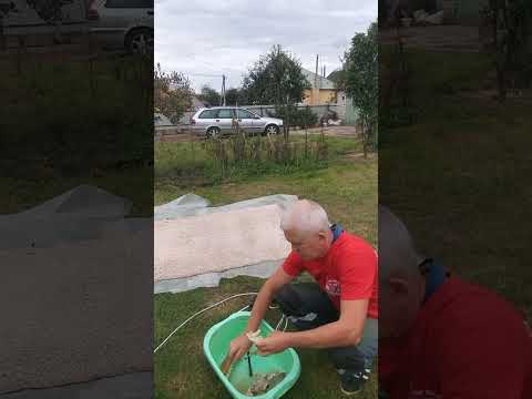 Видео: Обработка черепов.