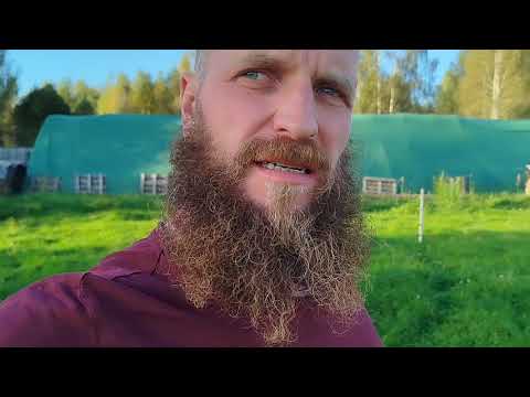 Видео: Овцы кричат?