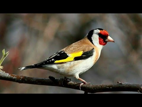 Видео: #содержание_щегла(часть2)