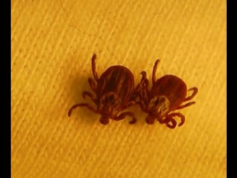 Видео: Что делать и куда обращаться, если укусил клещ