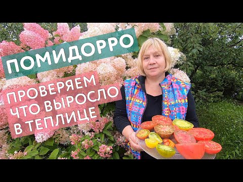 Видео: Ревизия урожая томатов: о лучших и не самых лучших сортах томатов 2021 года. Приглашаю в мою теплицу