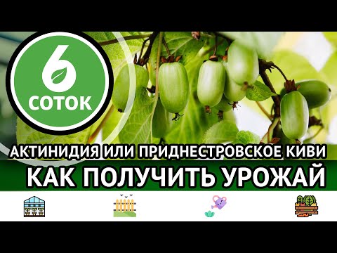 Видео: Актинидия или приднестровское киви. Как получить урожай. 6 соток 09.10.2023