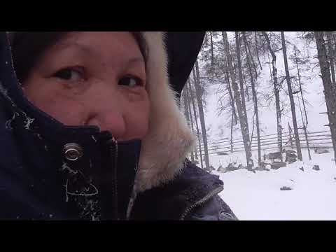 Видео: Из жизни оленеводов Якутии