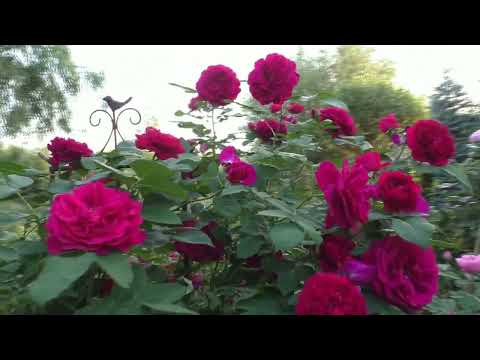 Видео: Цветение Английских роз в Сибирском саду