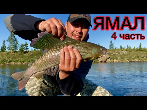 Видео: на ЯМАЛ за сибирским ХАРИУСОМ 2022 #4