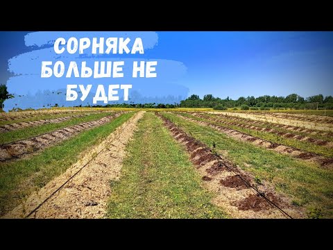 Видео: Заключительные работы на поле. Искореняем сорняк