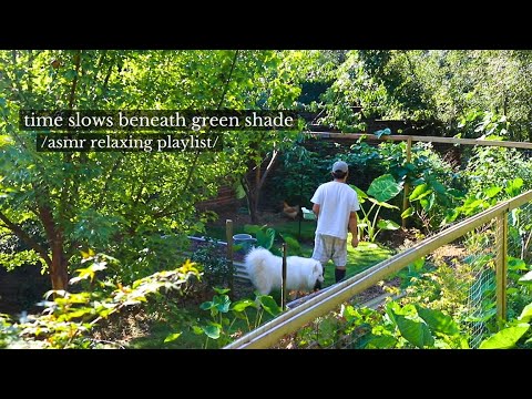 Видео: время замедляется под зелёной тенью - /плейлист с расслабляющей музыкой asmr/