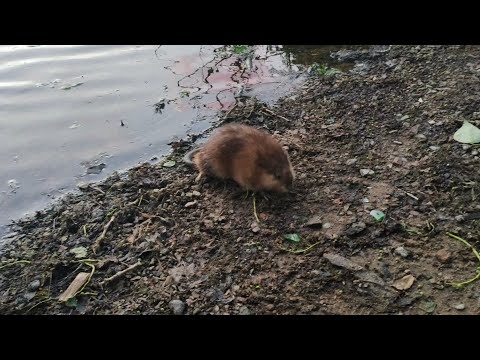 Видео: Ондатра, ночь, ветеринар, велосипед